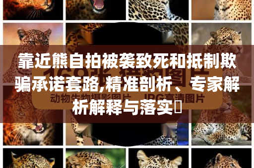 靠近熊自拍被襲致死和抵制欺騙承諾套路,精準(zhǔn)剖析、專(zhuān)家解析解釋與落實(shí)?